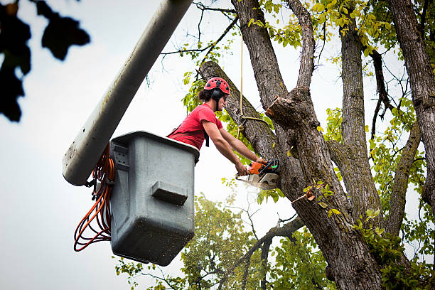 Savannah, TX Tree Removal and Landscaping Services Company